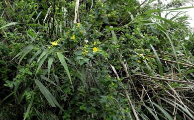 Hypericum geminiflorum Hemsl. 雙花金絲桃