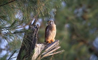 Falco tinnunculus interstinctus (McClelland, 1840) 紅隼(普通亞種)