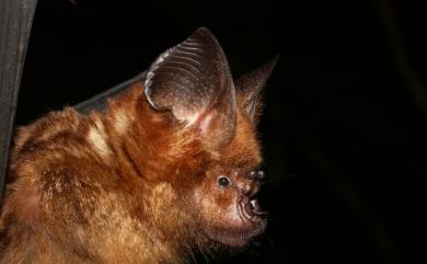 Hipposideros armiger terasensis Nowak, 1994 臺灣葉鼻蝠