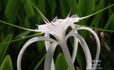 Hymenocallis speciosa (L.f. ex Salisb.) Salisb. 螫蟹百合