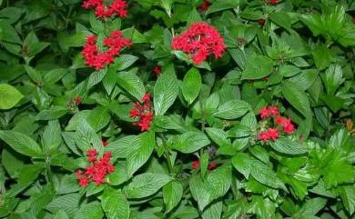 Pentas lanceolata (Forssk.) Deflers 繁星花