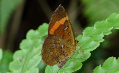 Callidula attenuata (Moore, 1879) 帶錨紋蛾