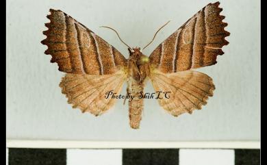 Pygopteryx fulva Chang, 1991 茶褐殿夜蛾