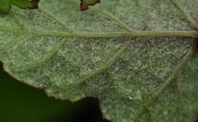 Vitis thunbergii var. thunbergii 細本葡萄