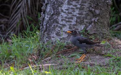 Acridotheres javanicus Cabanis, 1851 白尾八哥