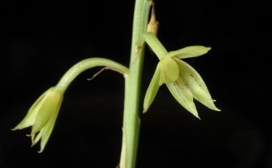 Eulophia pelorica D.L.Jones & M.A.Clem. 輻射芋蘭