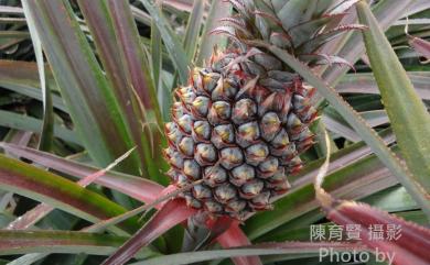 Ananas comosus (L.) Merr. 金邊鳳梨