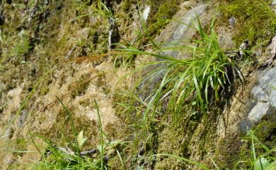 Carex makinoensis 牧野氏薹