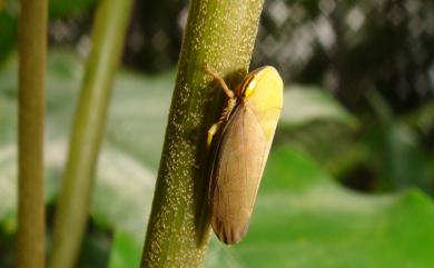 Tartessus ferrugineus (Walker, 1851) 褐翅葉蟬