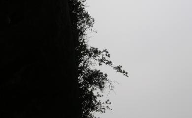 Rhododendron simsii Planch. 唐杜鵑