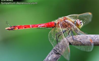 Sympetrum depressiusculum (Selys, 1841) 秋紅蜻蜓