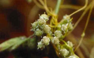 Cuscuta australis 菟絲子