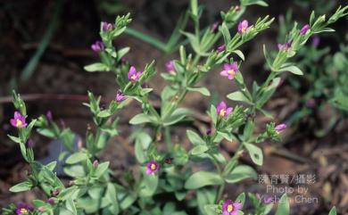 Centaurium japonicum (Maxim.) Druce 百金