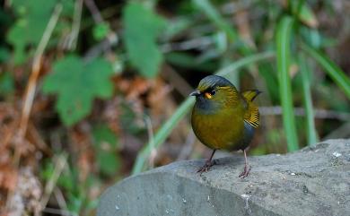 Liocichla steerii Swinhoe, 1877 黃胸藪眉