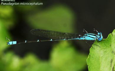 Pseudagrion microcephalum (Rambur, 1842) 瘦面細蟌