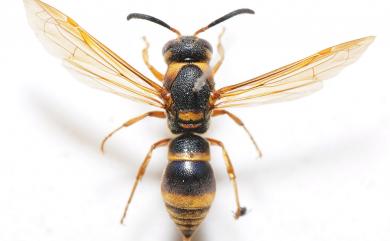 Orancistrocerus