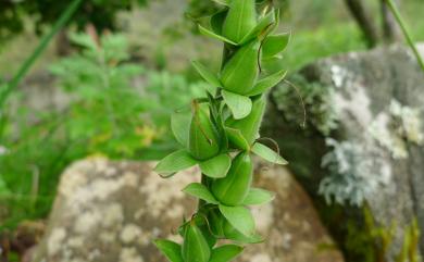 Digitalis purpurea 毛地黃