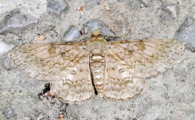 Cleora contiguata contiguata Moore, 1867
