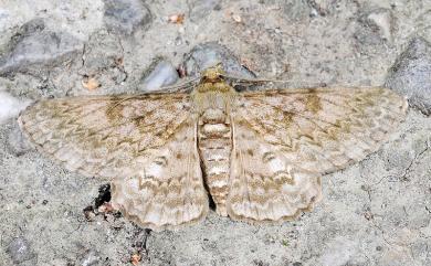 Cleora contiguata contiguata (Moore, 1868)