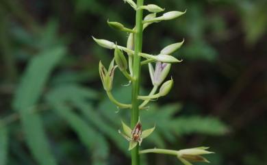 Eulophia pelorica D.L.Jones & M.A.Clem. 輻射芋蘭