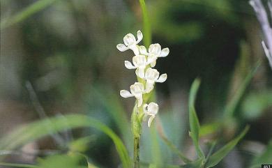 Platanthera brevicalcarata 短距粉蝶蘭