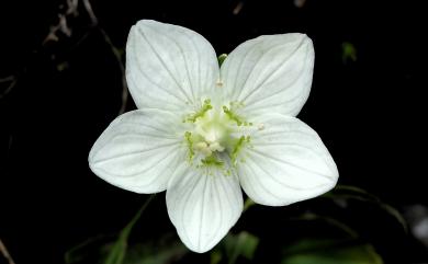 Parnassia palustris L. 梅花草