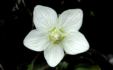 Parnassia palustris 梅花草