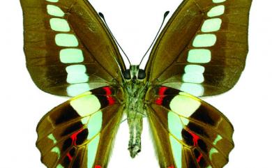 Graphium sarpedon connectens 青鳳蝶