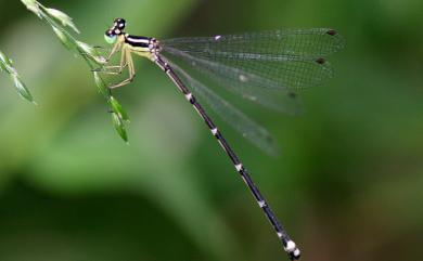 Coeliccia cyanomelas Ris, 1912 青黑琵蟌