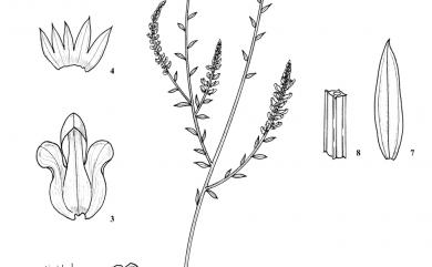 Salomonia oblongifolia DC. 齒果草