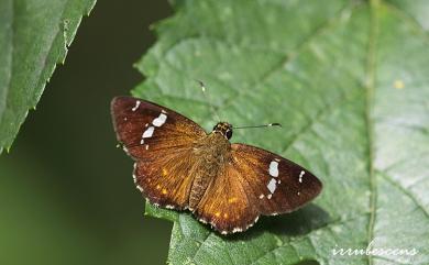 Celaenorrhinus kurosawai Shirozu, 1960 黑澤星弄蝶