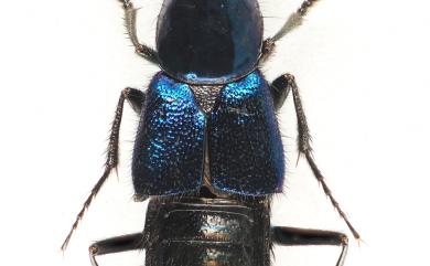 Philonthus taiwanensis Shibata, 1993