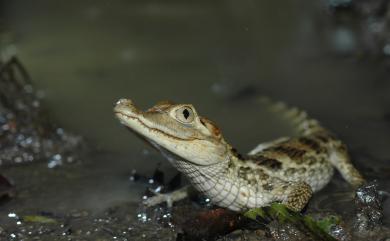 Caiman crocodilus LINNAEUS 1758 眼鏡凱門鱷