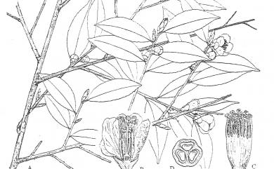 Camellia transarisanensis (Hayata) Cohen-Stuart 阿里山茶