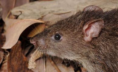 Bandicota indica (Bechstein, 1800) 鬼鼠