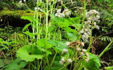 Petasites formosanus Kitam. 臺灣款冬