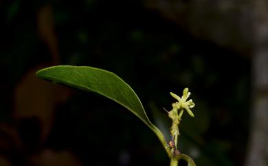 Loranthus delavayi Tiegh. ex Lecomte 椆樹桑寄生