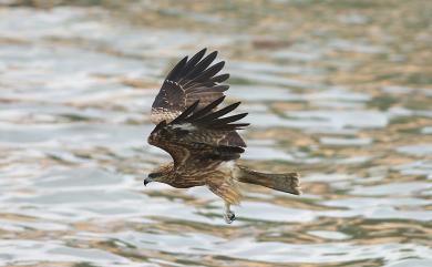 Milvus migrans formosanus Kuroda, 1920 黑鳶