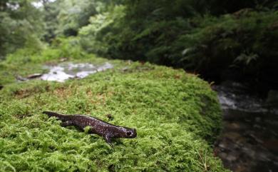 Hynobius fucus Lai & Lue, 2008 觀霧山椒魚