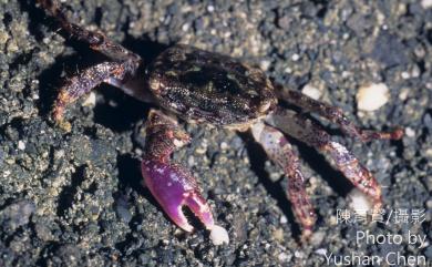 Pachygrapsus crassipes Randall, 1839 粗腿厚紋蟹