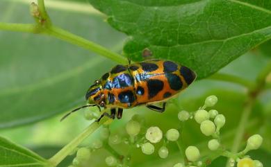 Brachyaulax oblonga (Westwood, 1837) 狹盾蝽