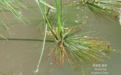 Cyperus prolifer 紙莎草