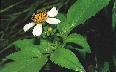 Bidens pilosa var. radiata 大花咸豐草