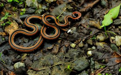 Sinomicrurus hatori (Takahashi, 1930) 羽鳥氏帶紋赤蛇