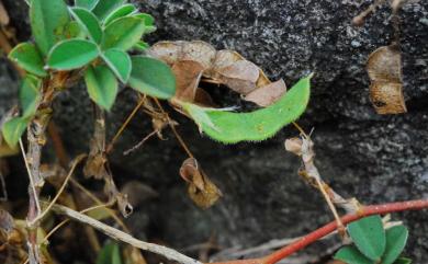 Desmodium heterophyllum 變葉山螞蝗