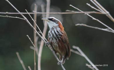 Pomatorhinus musicus Swinhoe, 1859 小彎嘴