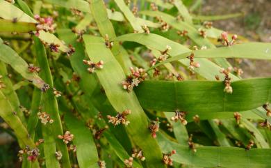 Muehlenbeckia platyclada 竹節蓼