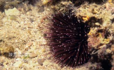 Echinostrephus aciculatus Agassiz, 1863 白尖紫叢海膽