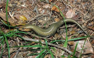 Plestiodon chinensis leucostictus (Hikida, 1988) 中國石龍子白斑亞種