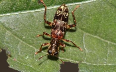 Cleridae 郭公蟲科